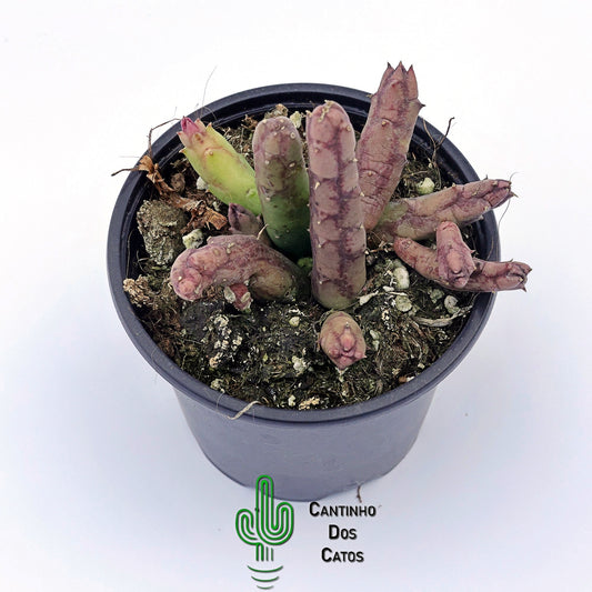 Huernia Recondita