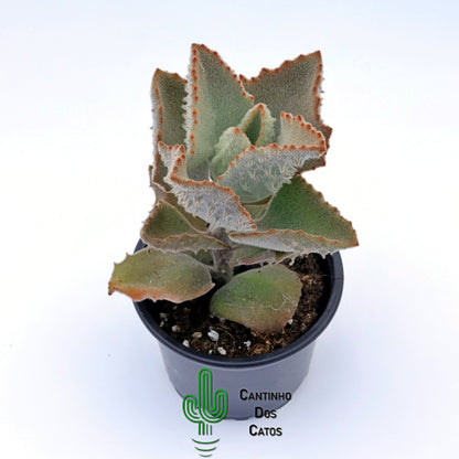 Kalanchoe Beharensis Fang