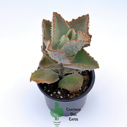 Kalanchoe Beharensis Fang