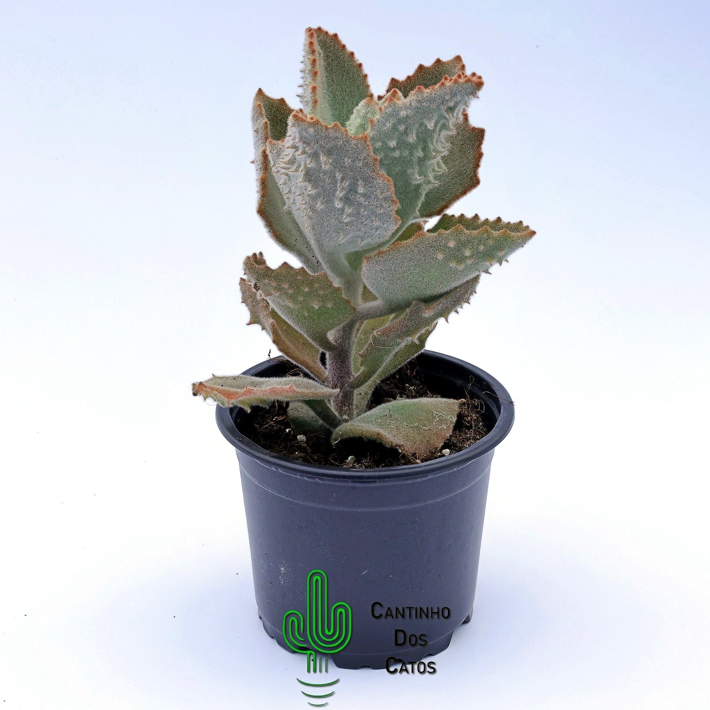 Kalanchoe Beharensis Fang