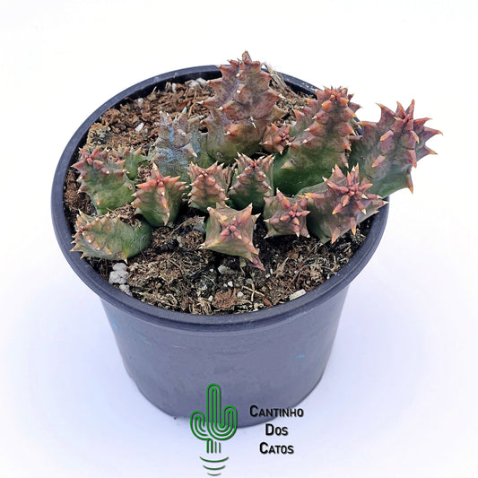 Huernia Zebrina