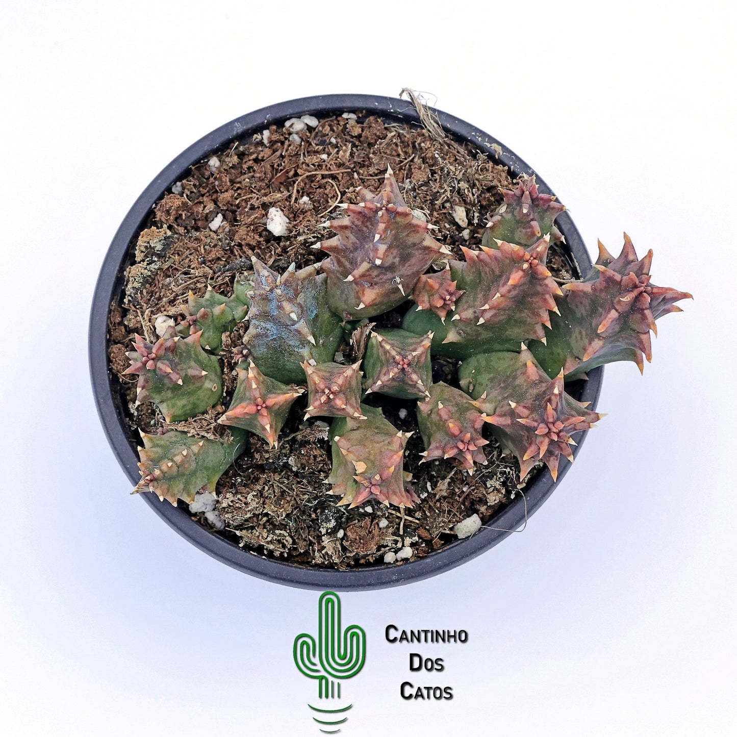 Huernia Zebrina