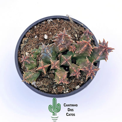 Huernia Zebrina
