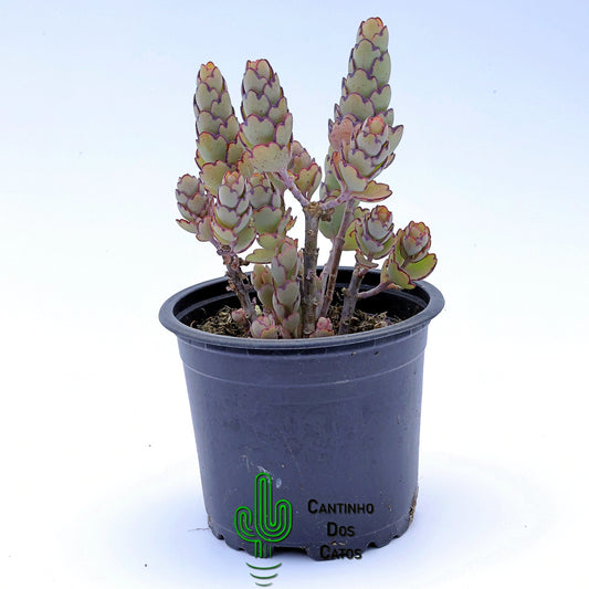 Kalanchoe Laxiflora Baker