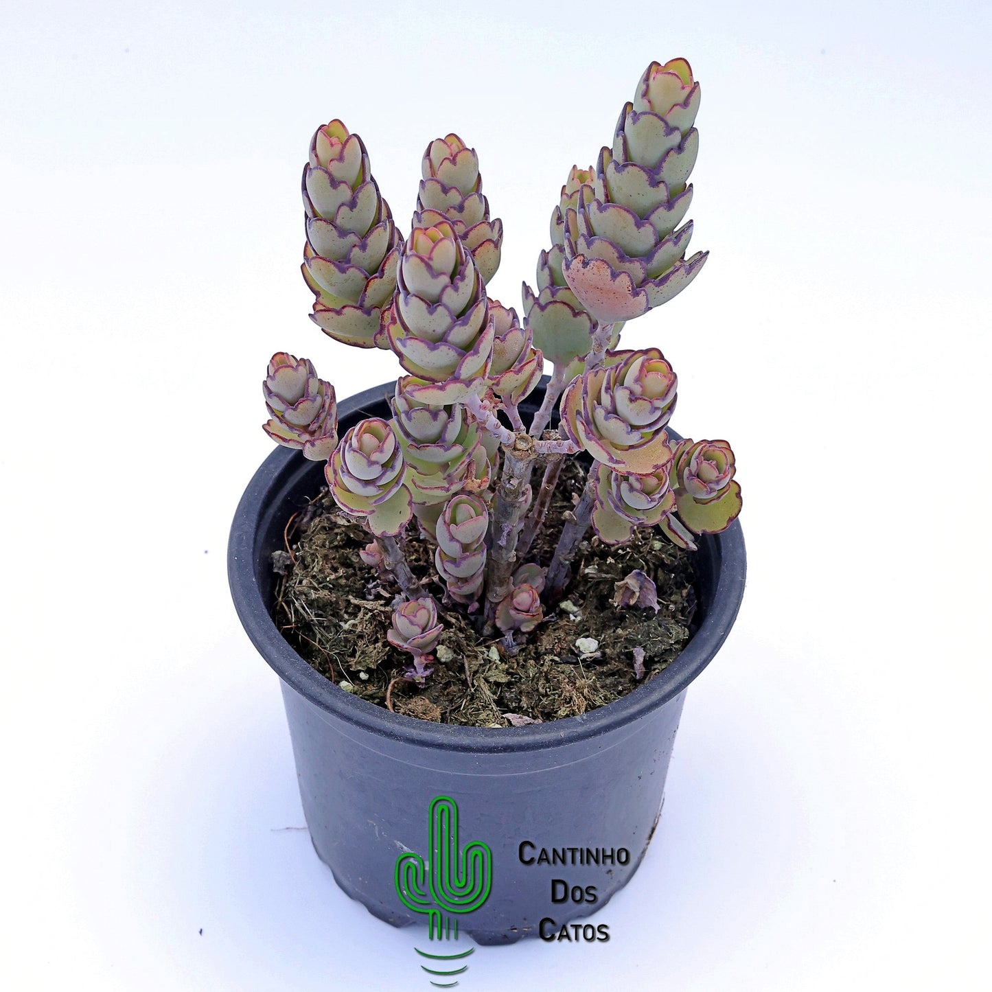 Kalanchoe Laxiflora Baker
