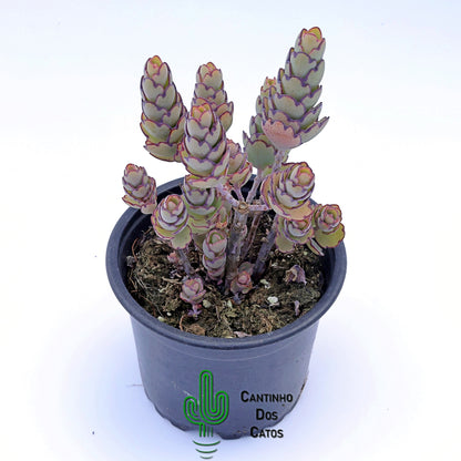 Kalanchoe Laxiflora Baker