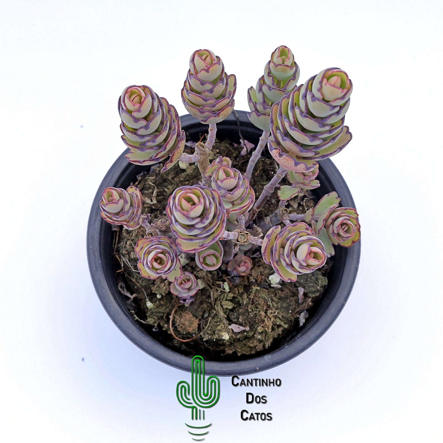 Kalanchoe Laxiflora Baker