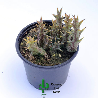 Orbea Dummeri