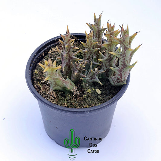 Orbea Dummeri