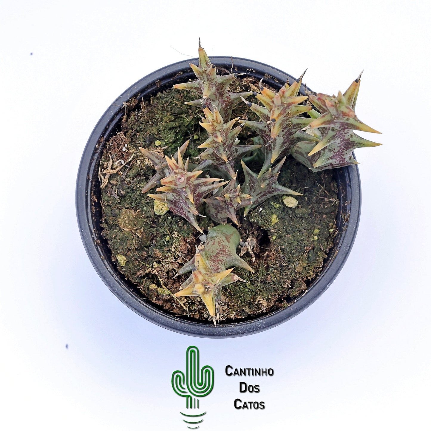 Orbea Dummeri