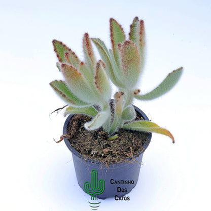 Kalanchoe Tomentosa Hairy Harry