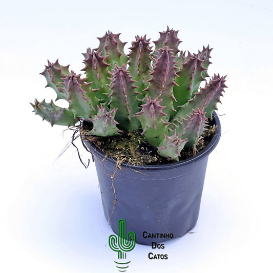 Huernia "Pink Eye"