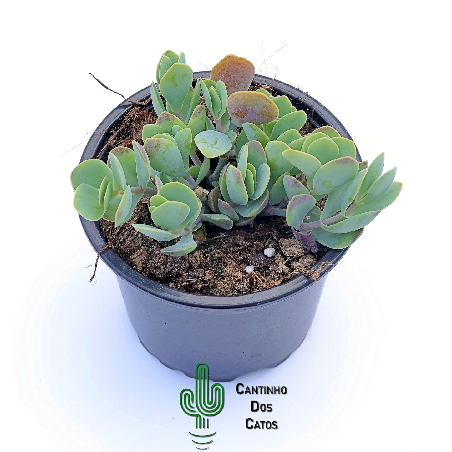 Kalanchoe Rotundifólia
