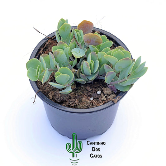 Kalanchoe Rotundifólia
