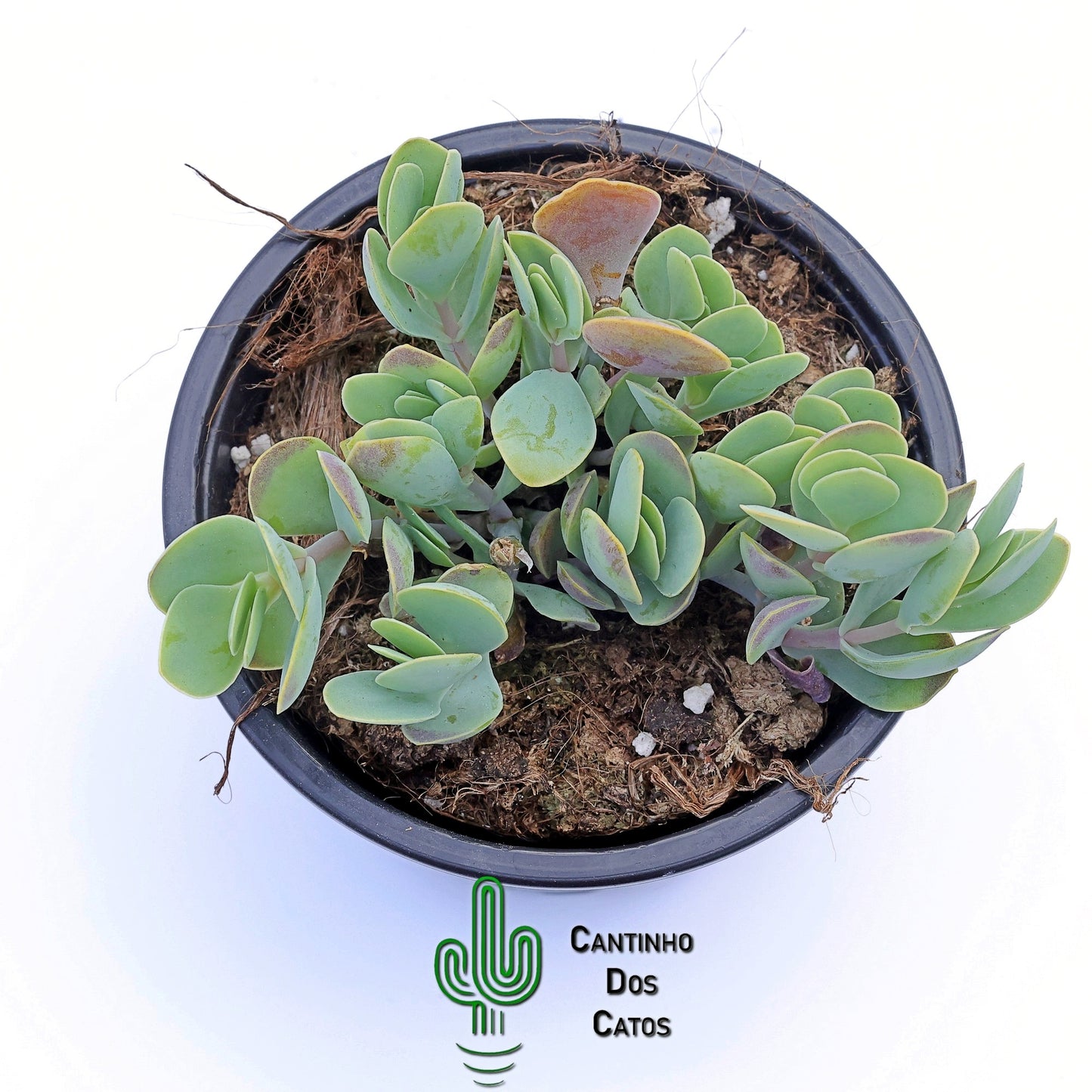 Kalanchoe Rotundifólia