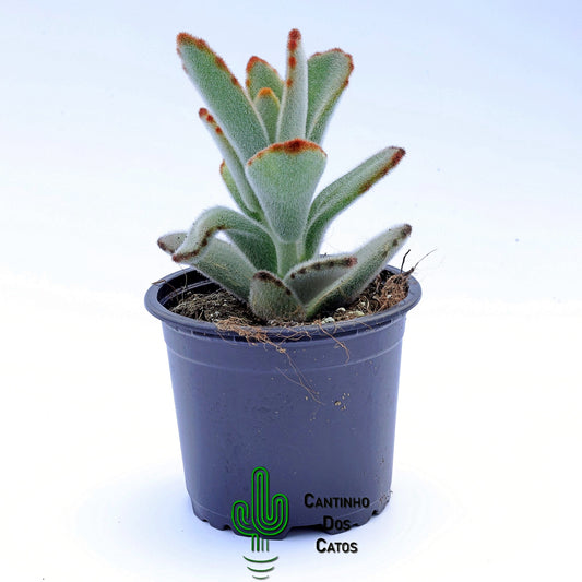 Kalanchoe Tomentosa "Daruma"