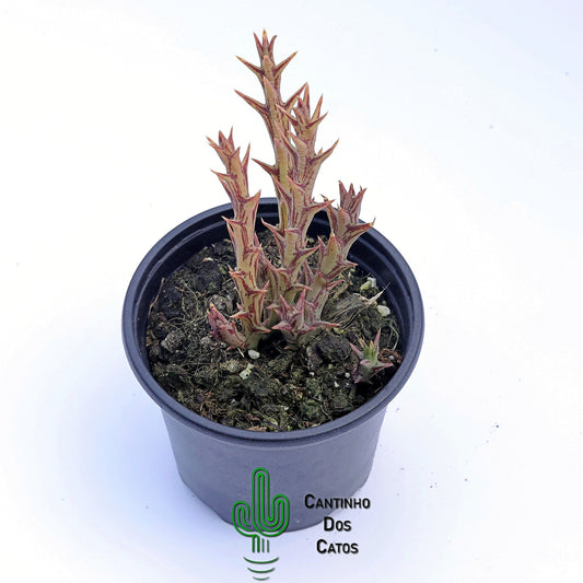 Orbea Speciosa