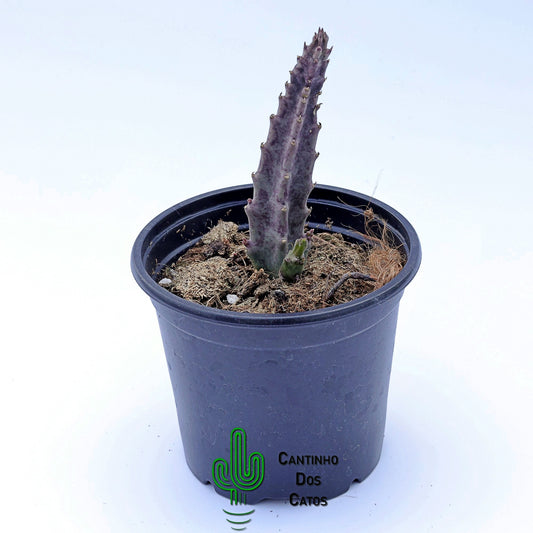Stapelia Cedrimontana