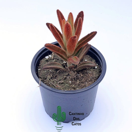 Kalanchoe Tomentosa Chocolate Soldier