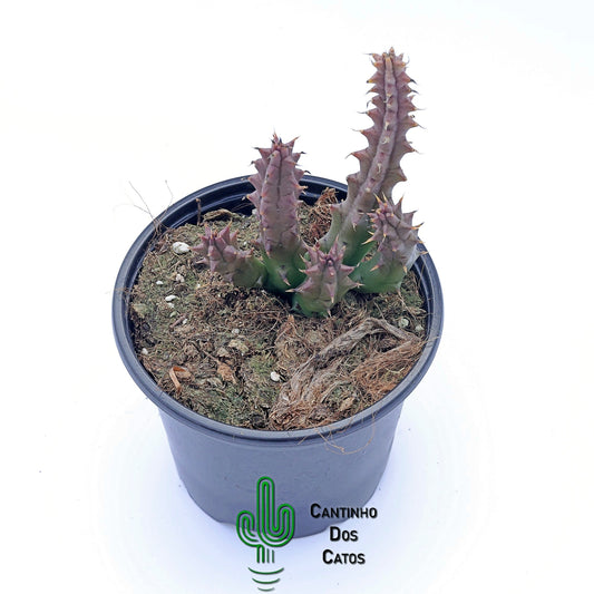 Huernia Boleana