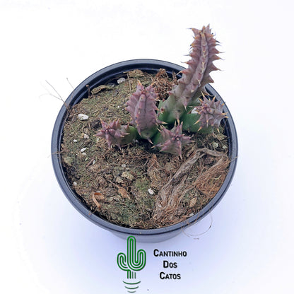 Huernia Boleana