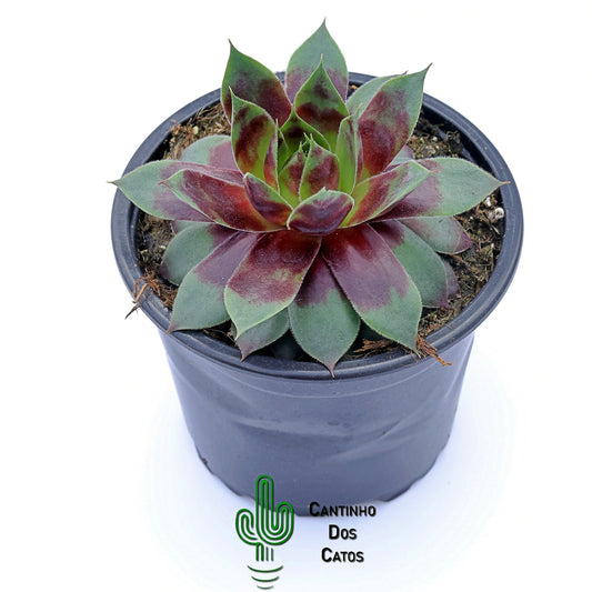 Sempervivum Westerlin