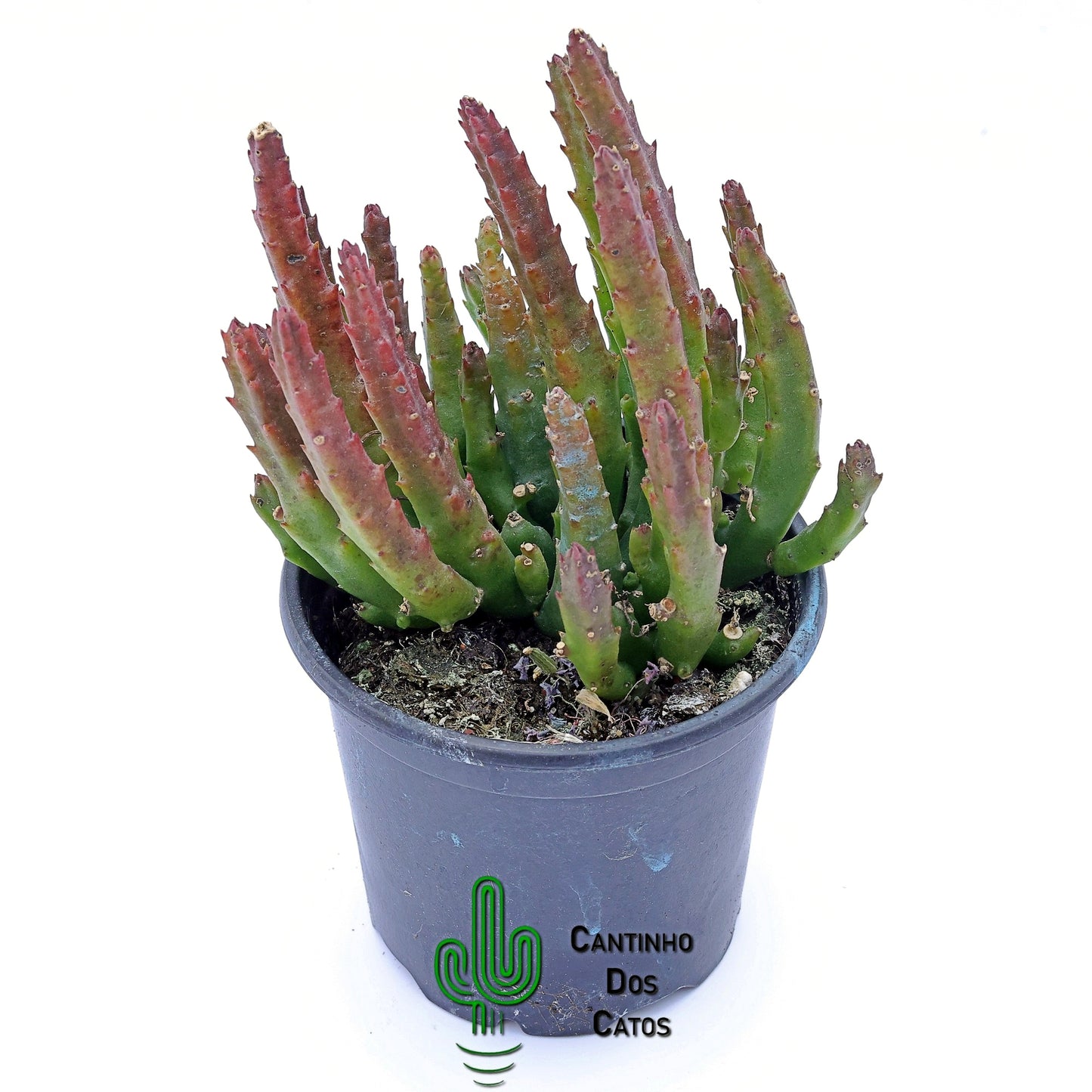 Stapelia Divaricata