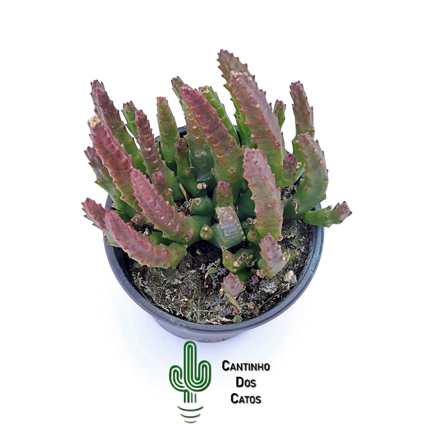 Stapelia Divaricata