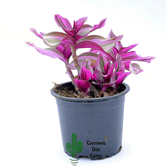 Tradescantia Fluminensis Tricolor