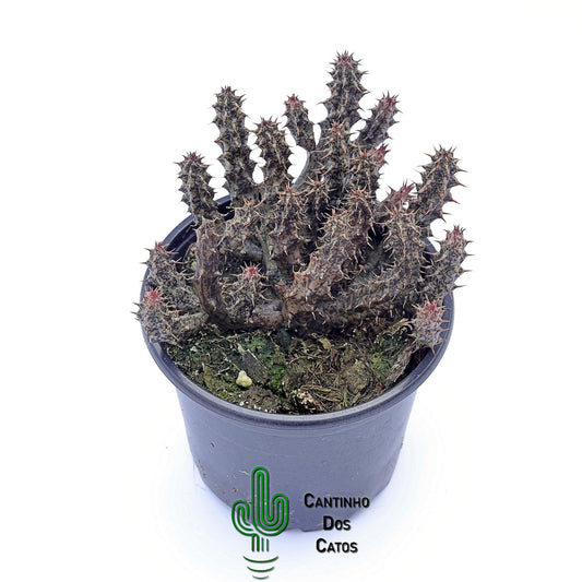 Stapelianthus Decaryi