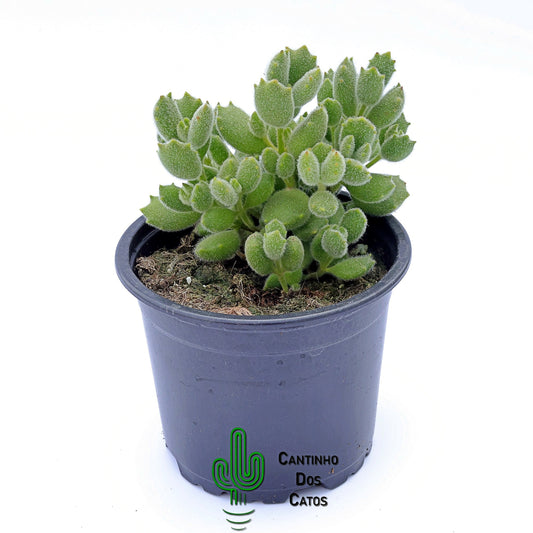 Cotyledon Tomentosa Ladismithiensis