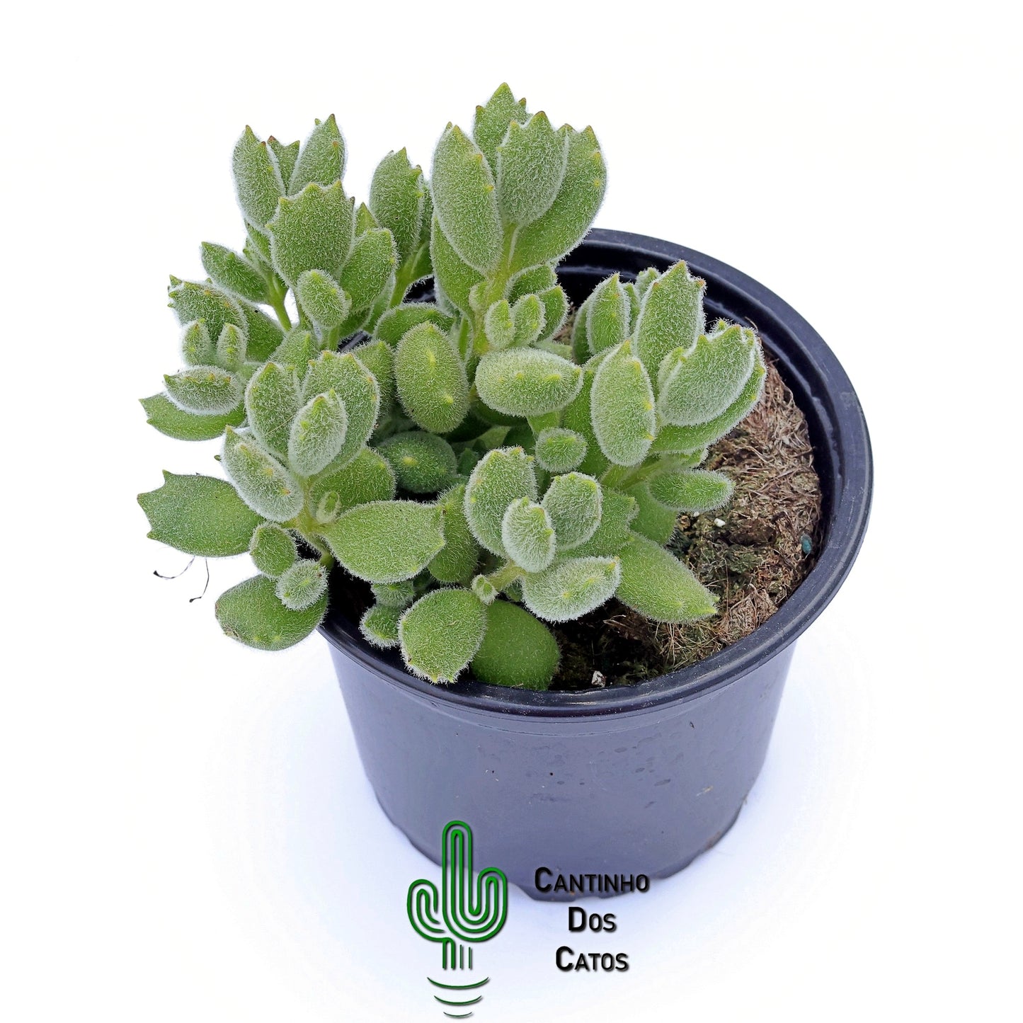 Cotyledon Tomentosa Ladismithiensis