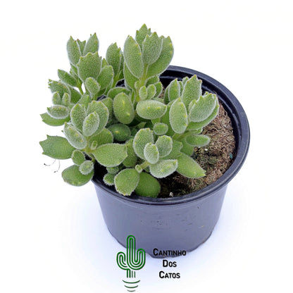 Cotyledon Tomentosa Ladismithiensis