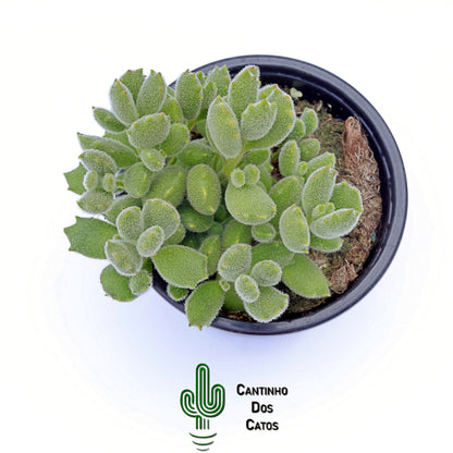 Cotyledon Tomentosa Ladismithiensis