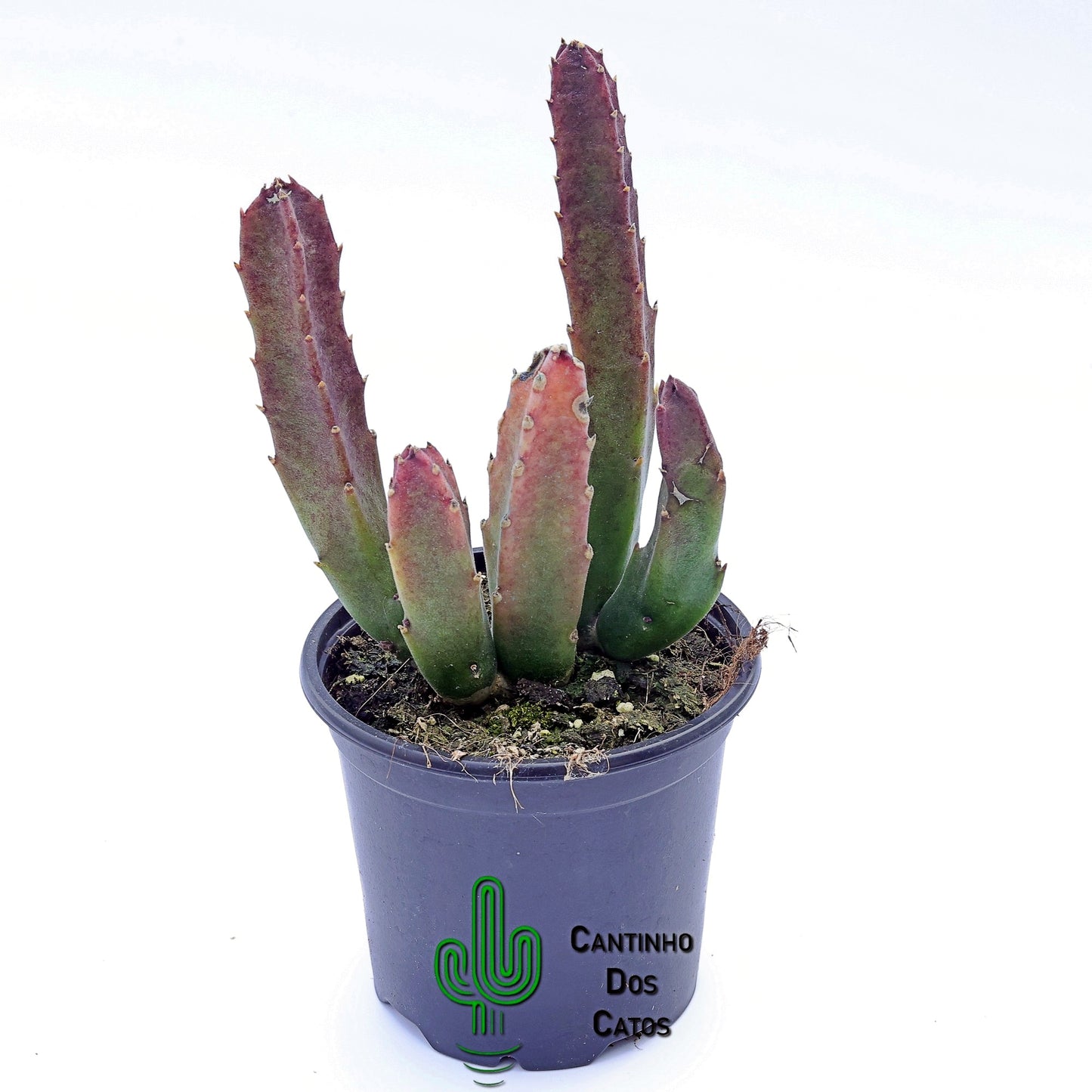 Stapelia Grandiflora