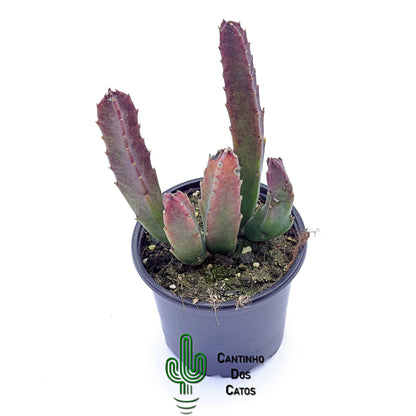 Stapelia Grandiflora