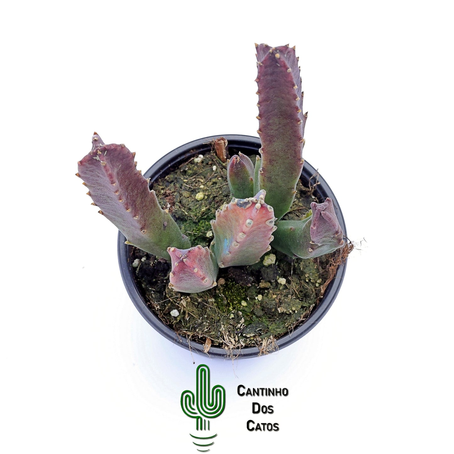 Stapelia Grandiflora