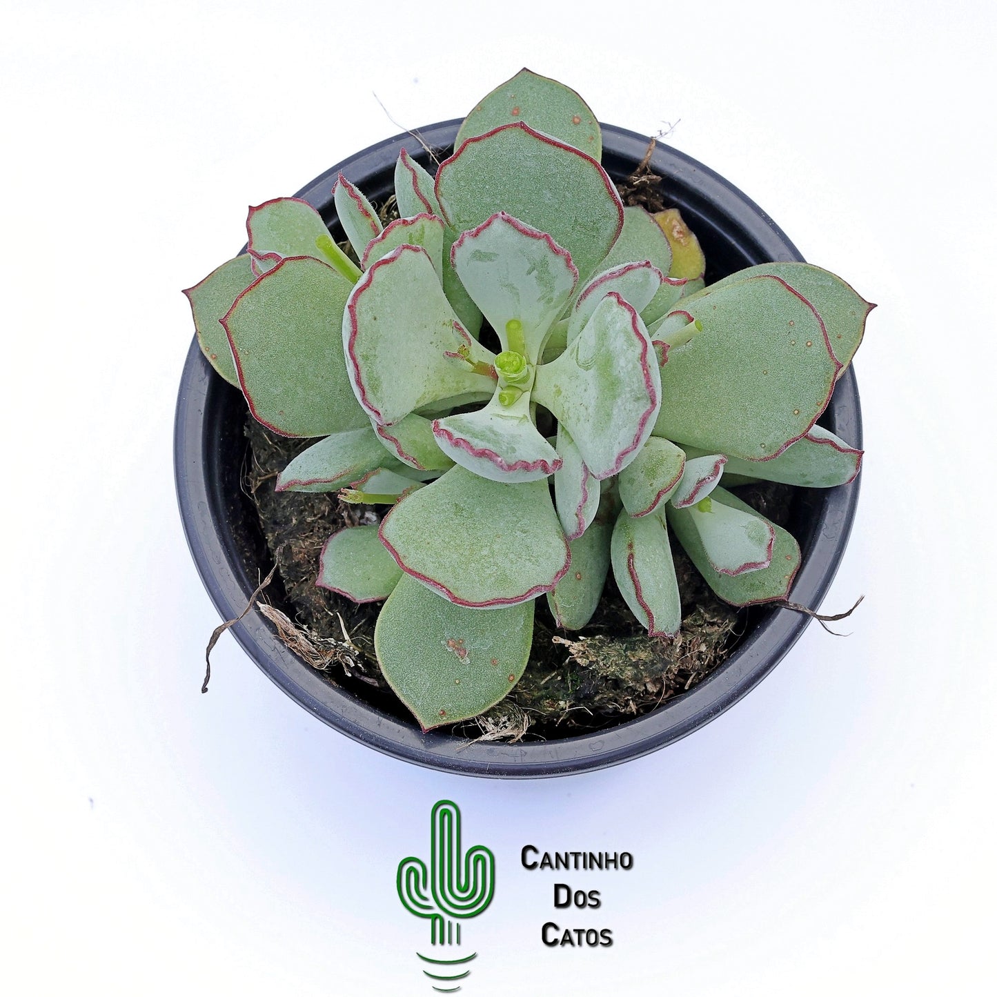 Cotyledon Choco-line