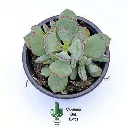 Cotyledon Choco-line