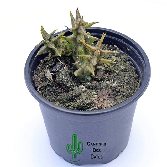 Orbea Semota Orientalis