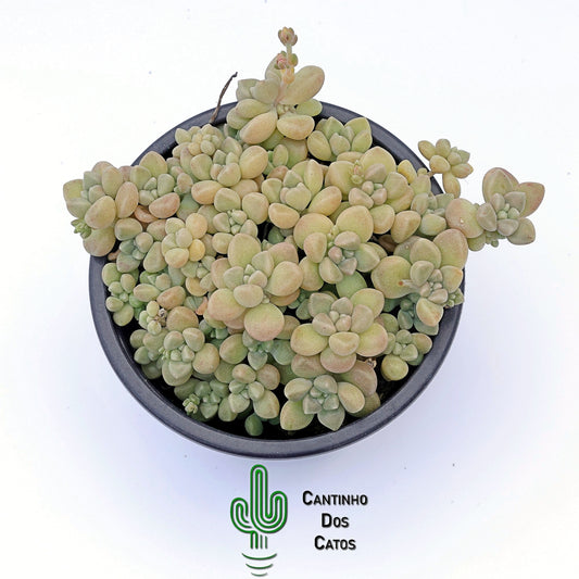 Graptopetalum Mendozae