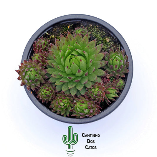 Sempervivum Globiferum subsp. Hirtum Prussiana
