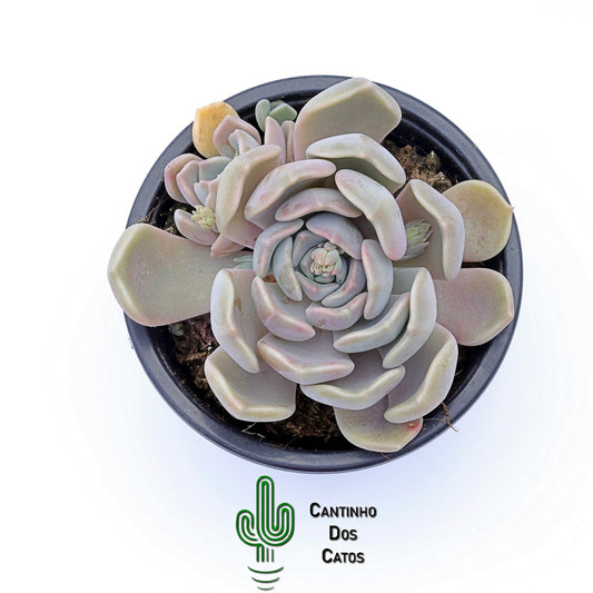 Graptoveria Alabaster Gem