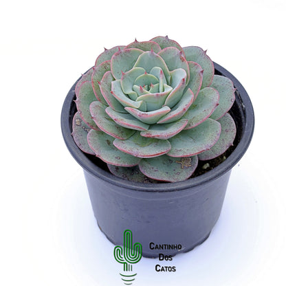 Echeveria Atlantis