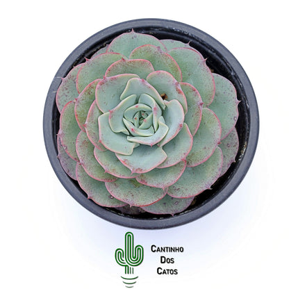 Echeveria Atlantis