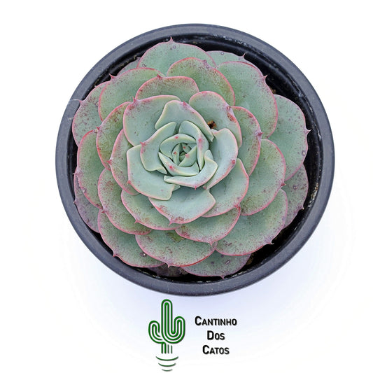 Echeveria Atlantis
