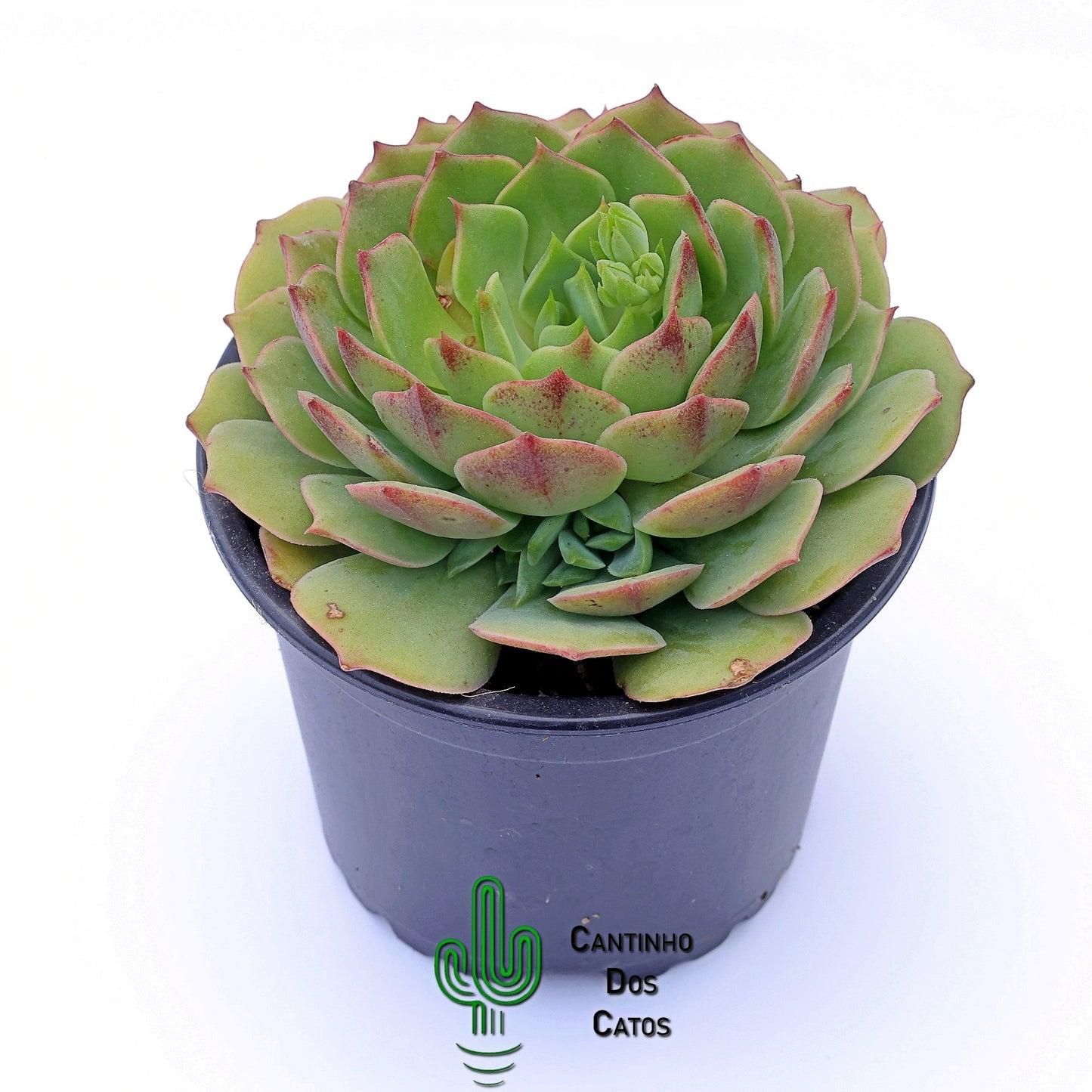 Echeveria Ramillete