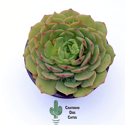 Echeveria Ramillete