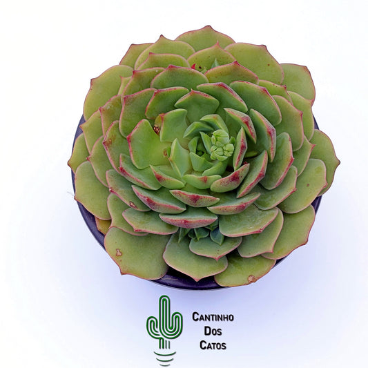 Echeveria Ramillete