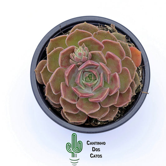 Echeveria Brown Rose